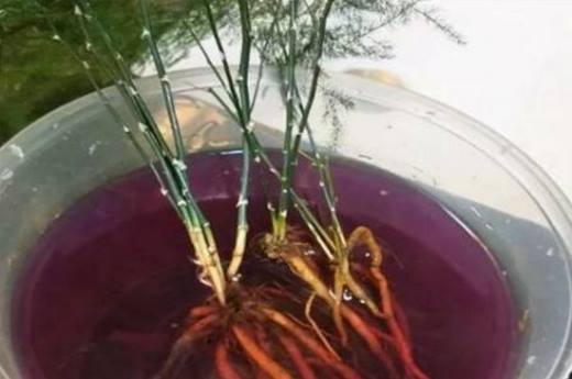 高锰酸钾泡根注意事项