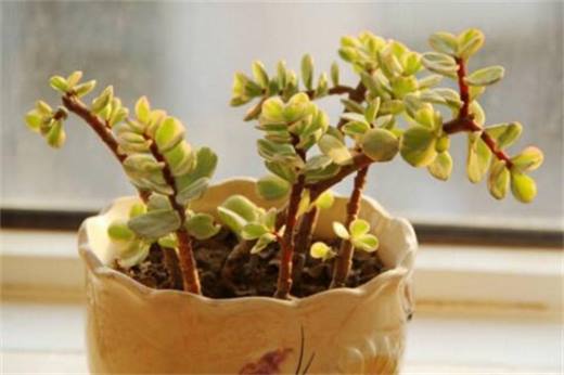 雅乐之舞掉叶子怎么办?详解不同原因及解决办法