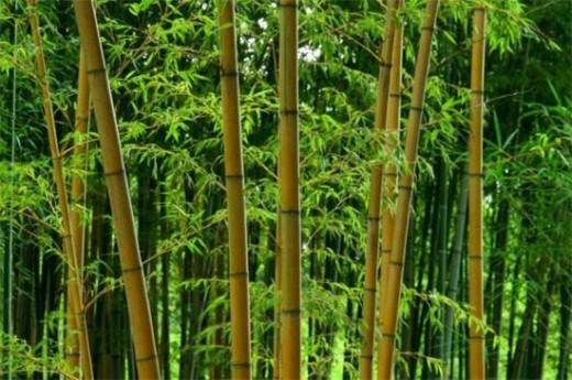竹子的种类和名称大全