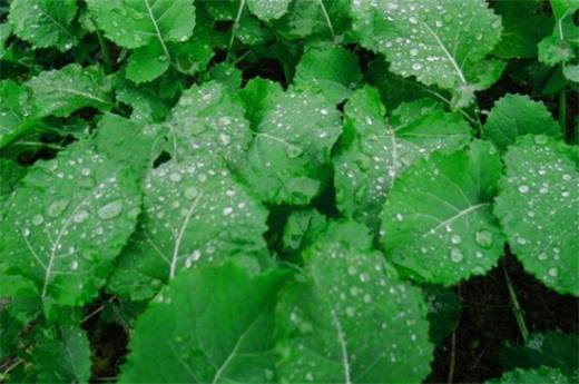 秋天种什么菜 10种生活营养蔬菜