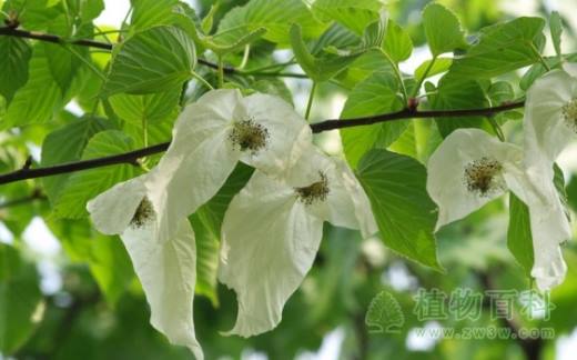 宜昌有个濒危植物保护库 224种珍稀植物安家