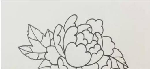 儿童简笔画牡丹花
