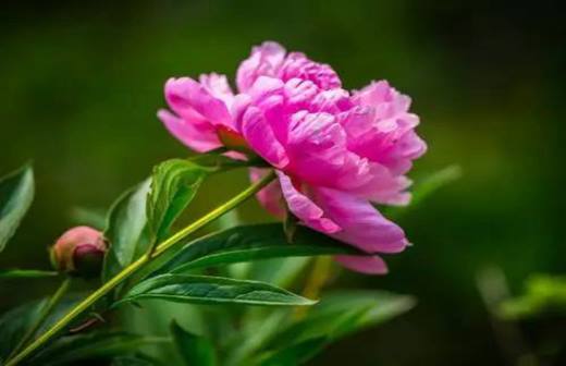 植物趣闻 神奇的植物开花“生物钟”