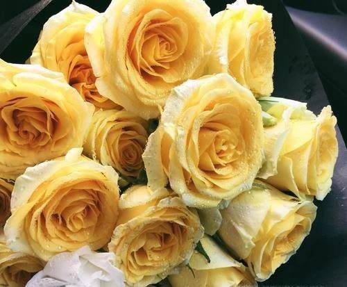 玫瑰的花语是什么?