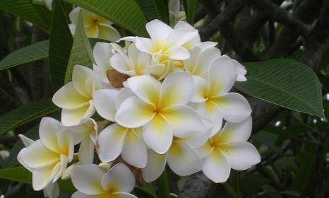 世界上10种最美的花