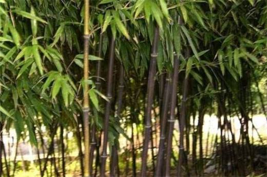 竹子的种类和名称大全