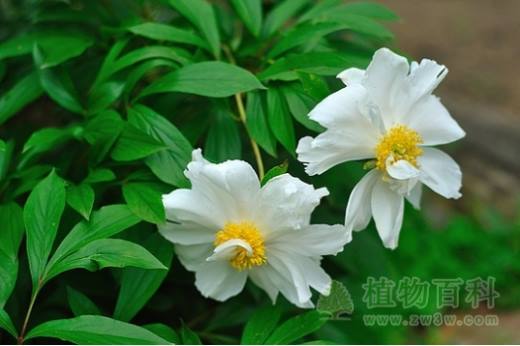 芍药