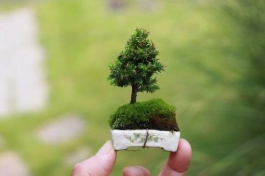冬季植物剪枝有什么好处,防病虫害 保存养分