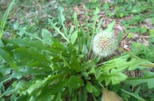 苦菜和蒲公英的区别 3个方面帮你区分