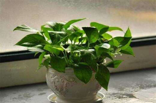 冬季容易养植物有哪些?盘点十种冬季植物