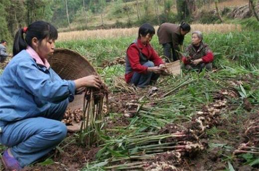 生姜种植风险有哪些?气候温差变化产量下降