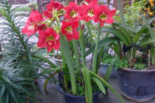 秋季种什么花?