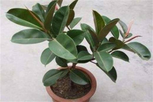 适合冬天养的耐寒植物有哪些?仙人掌可耐0℃低温