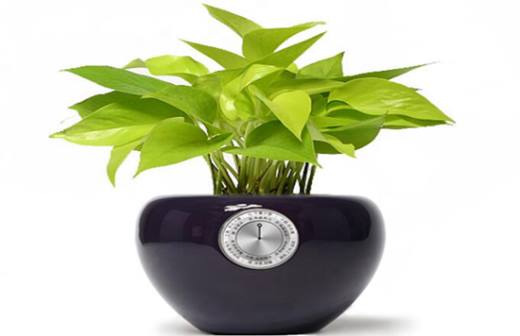 植物趣闻 神奇的植物开花“生物钟”