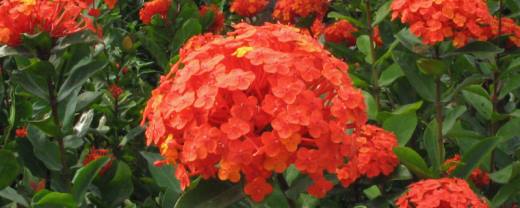龙船花花谢后还开花吗?