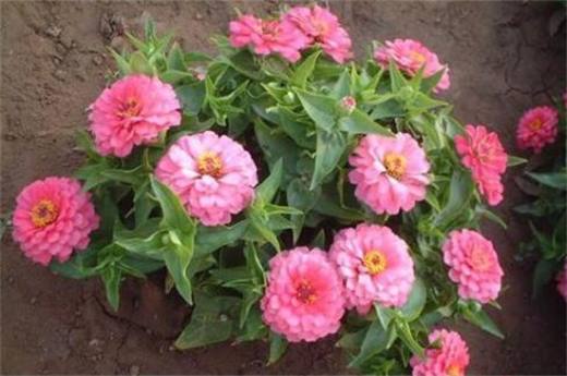 秋季种什么花?
