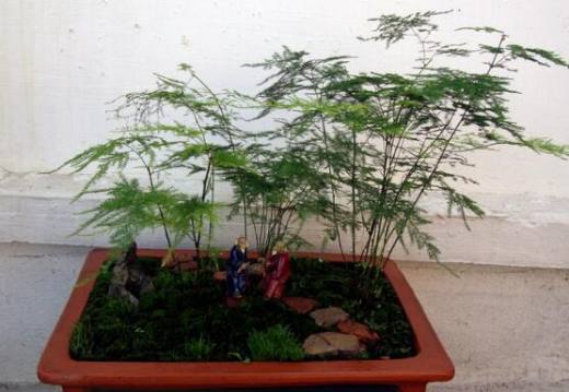 文竹能放在卧室吗？文竹晚上释放氧气吗(吸收氧气)