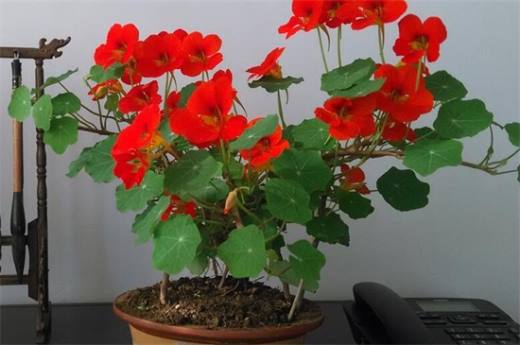 秋季种什么花?