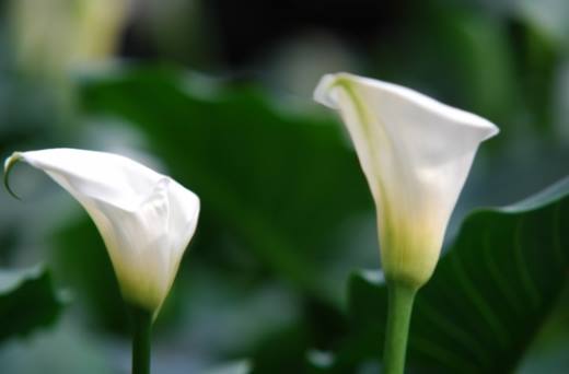 夏天哪些花不能多浇水,7种常见花介绍