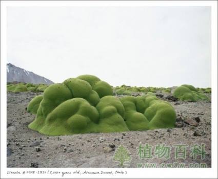 盘点地球上10大最神奇的古老植物