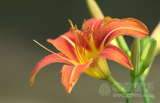 萱草 Hemerocallis fulva