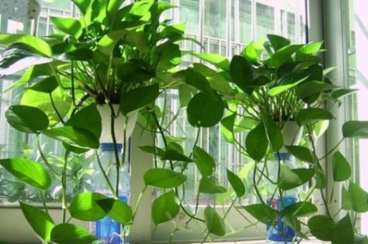 秋季植物有哪些?盘点10种秋季种植的植物