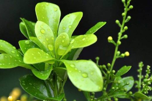 米兰可以插水里生根吗?