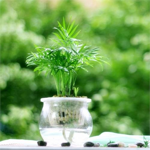 水培植物的越冬技巧,光照适宜 清洁增温
