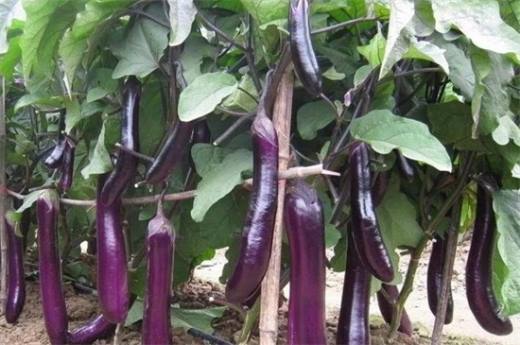 秋天种什么菜 10种生活营养蔬菜