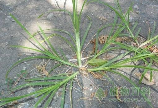 小时候常见又叫不上名的植物 太全了(图鉴)