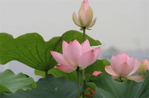 夏天适合种什么花?10种耐高温最美花卉