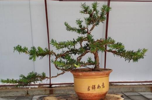 冬天冻不死的常绿植物 盘点十大常绿的耐寒植物