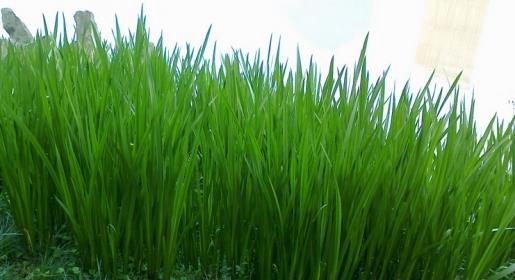 民俗草本植物帮你“驱毒辟邪”度端午