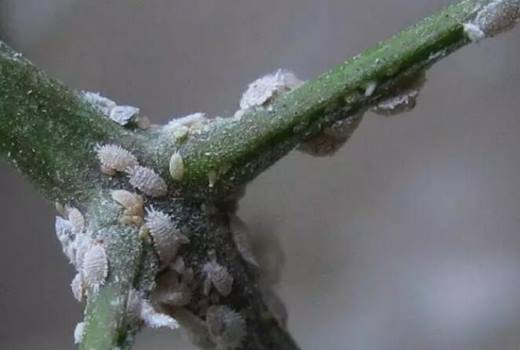 秋季养花只要做到这八点 明年开爆盆