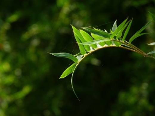 凤尾竹图片附介绍,相册的图片免费下载