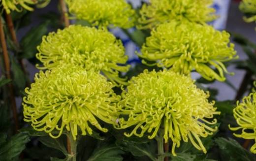 冬天怎么养护和修剪菊花,留根存芽 修剪别留手