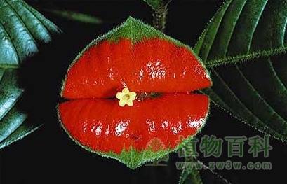 世界上最另类有趣的植物
