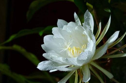 昙花的花语是什么?