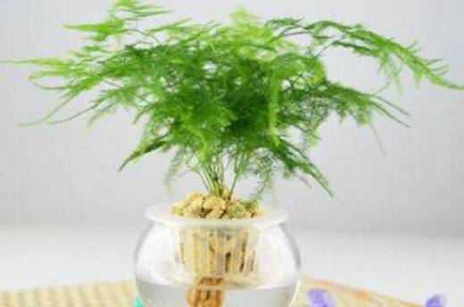 文竹剪枝泡水能生根吗?泡水可以生根(4个步骤)