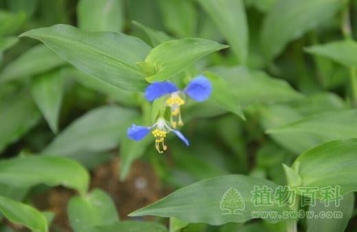小时候常见又叫不上名的植物 太全了(图鉴)