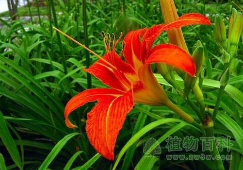 萱草 Hemerocallis fulva