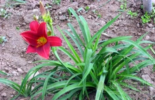 萱草 Hemerocallis fulva
