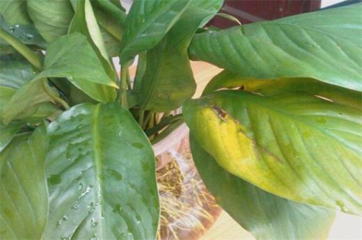 植物叶子发黄用什么肥 需及时的追施氮复合肥