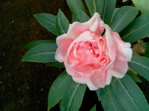 适合春季播种的花 春天适合种什么花?
