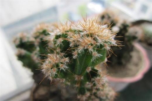 冬季容易养植物有哪些?盘点十种冬季植物