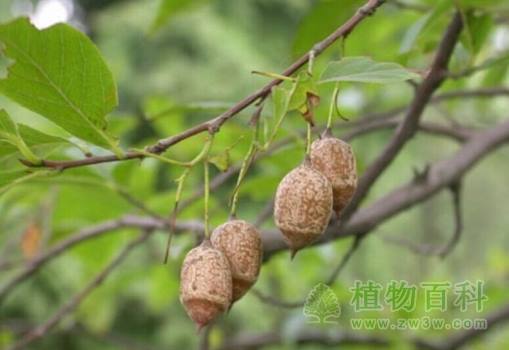 多位全国政协委员建议建立国家濒危动植物种源基地