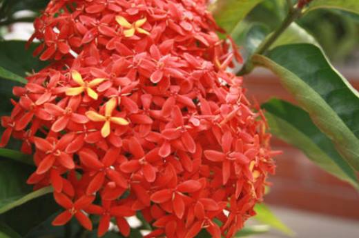 龙船花花谢后还开花吗?