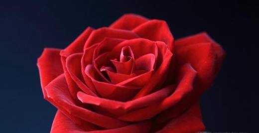 玫瑰的花语是什么?