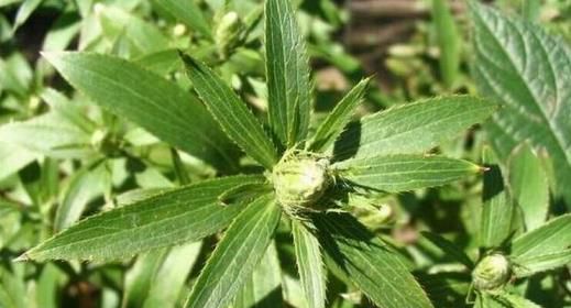 民俗草本植物帮你“驱毒辟邪”度端午