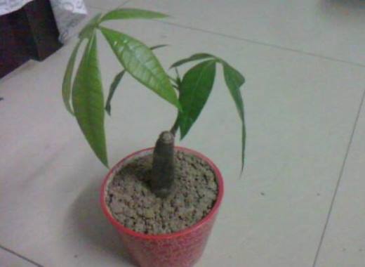 发财树春季修剪好吗?发财树什么季节修剪好(春季)